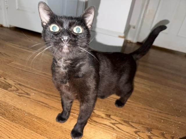 Enlarge Trooper, a ADOPTABLE Oriental Short Hair in Philadelphia, PA image 4/6