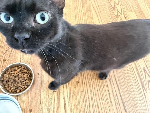 Enlarge Trooper, a ADOPTABLE Oriental Short Hair in Philadelphia, PA image 5/6