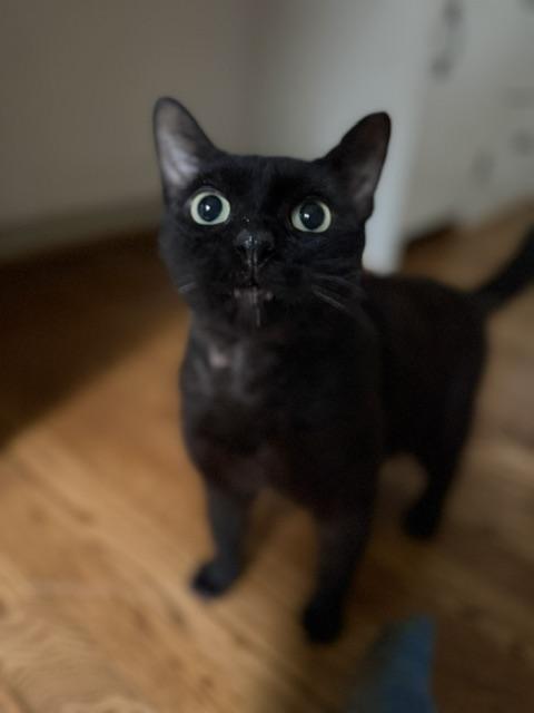 Enlarge Trooper, a ADOPTABLE Oriental Short Hair in Philadelphia, PA image 6/6