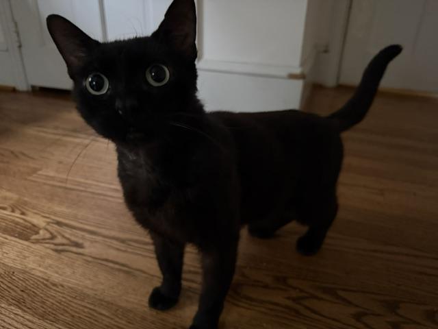 Enlarge Trooper, a ADOPTABLE Oriental Short Hair in Philadelphia, PA image 2/6