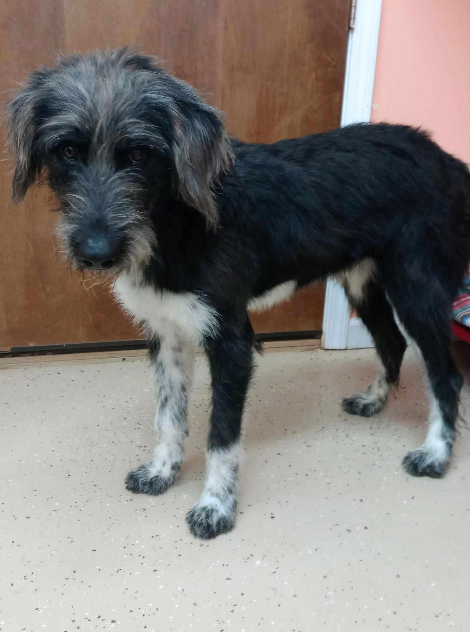 Socks, Adoptable, Young Male Australian Shepherd & Husky.