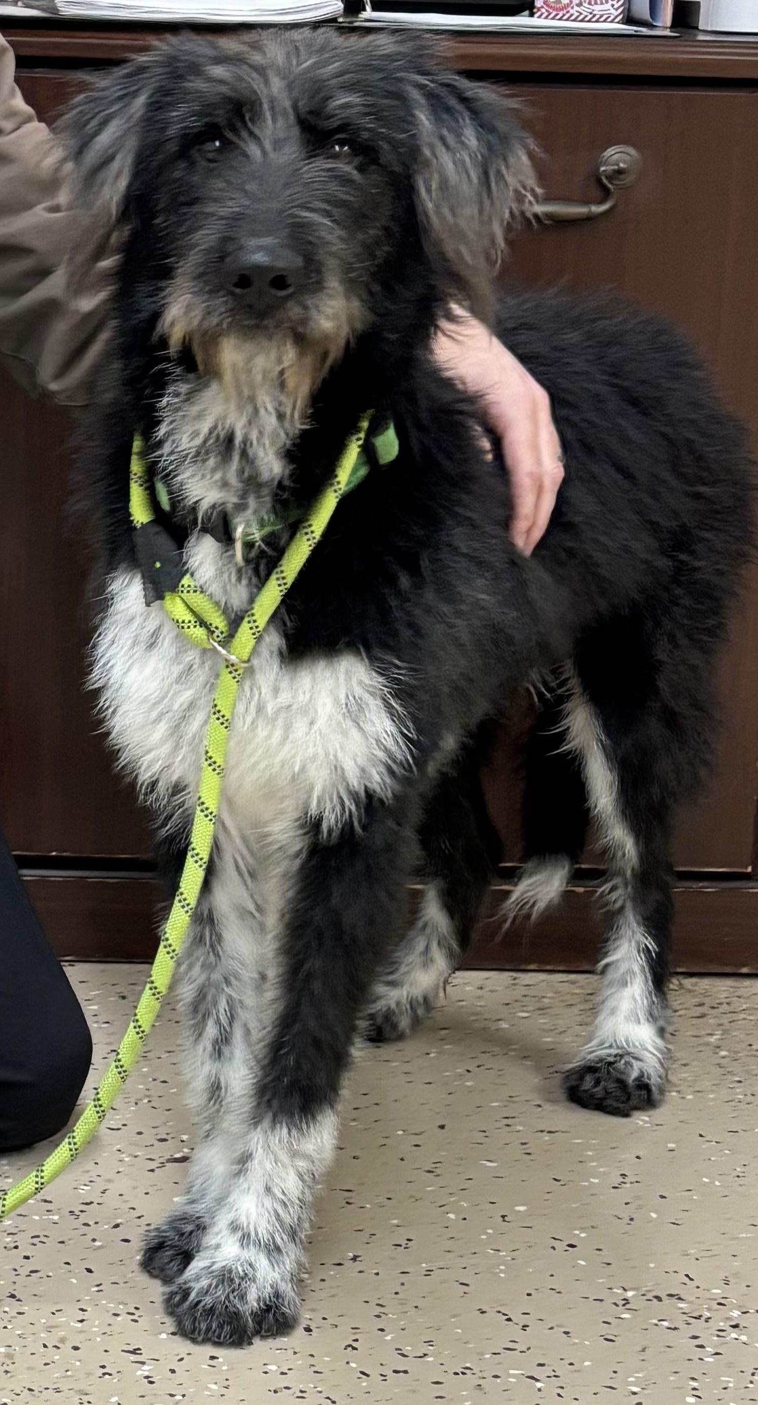 Socks, a Adoptable mixed breed in York, SC image 2/3