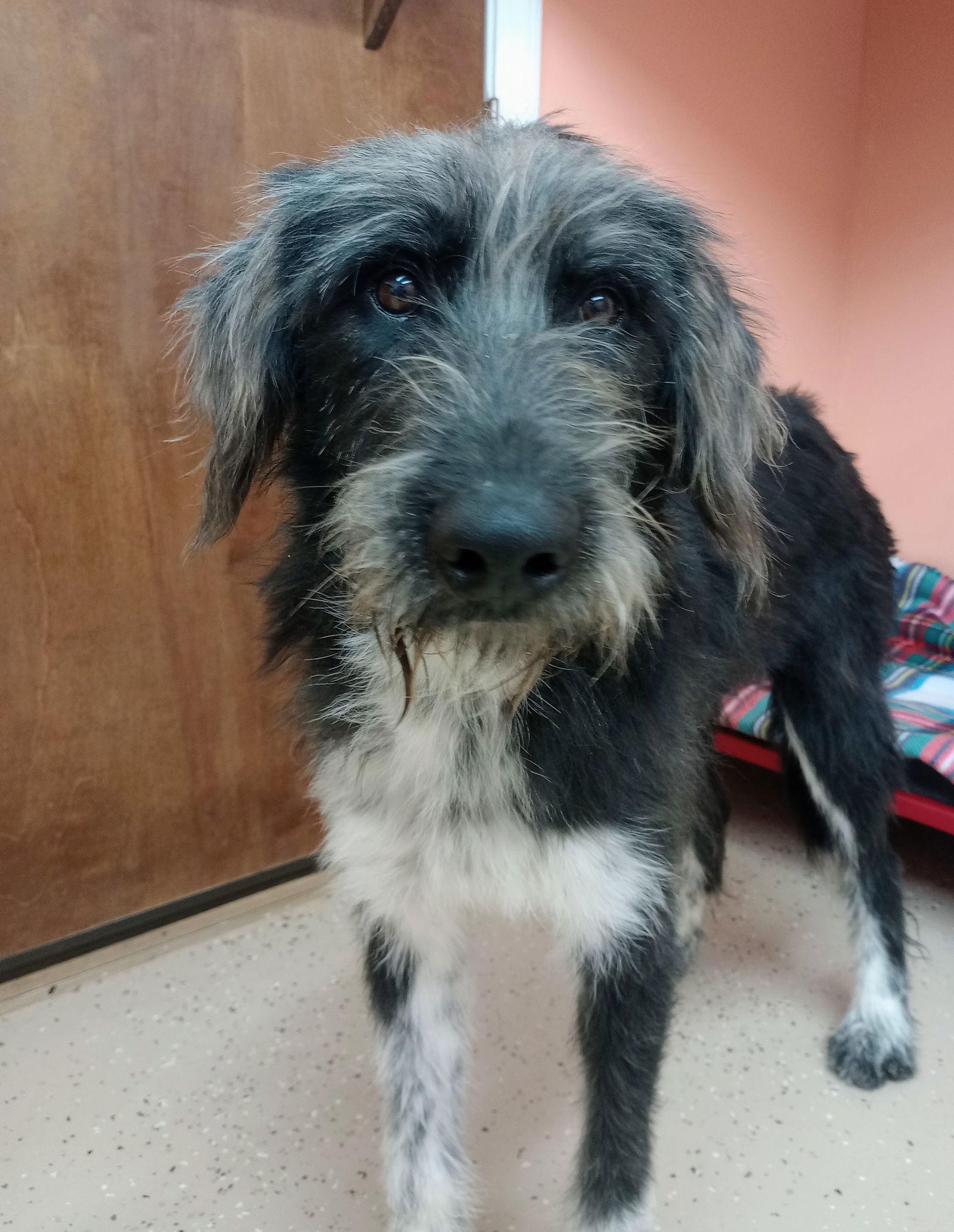 Enlarge Socks, a Adoptable mixed breed in York, SC image 1/3