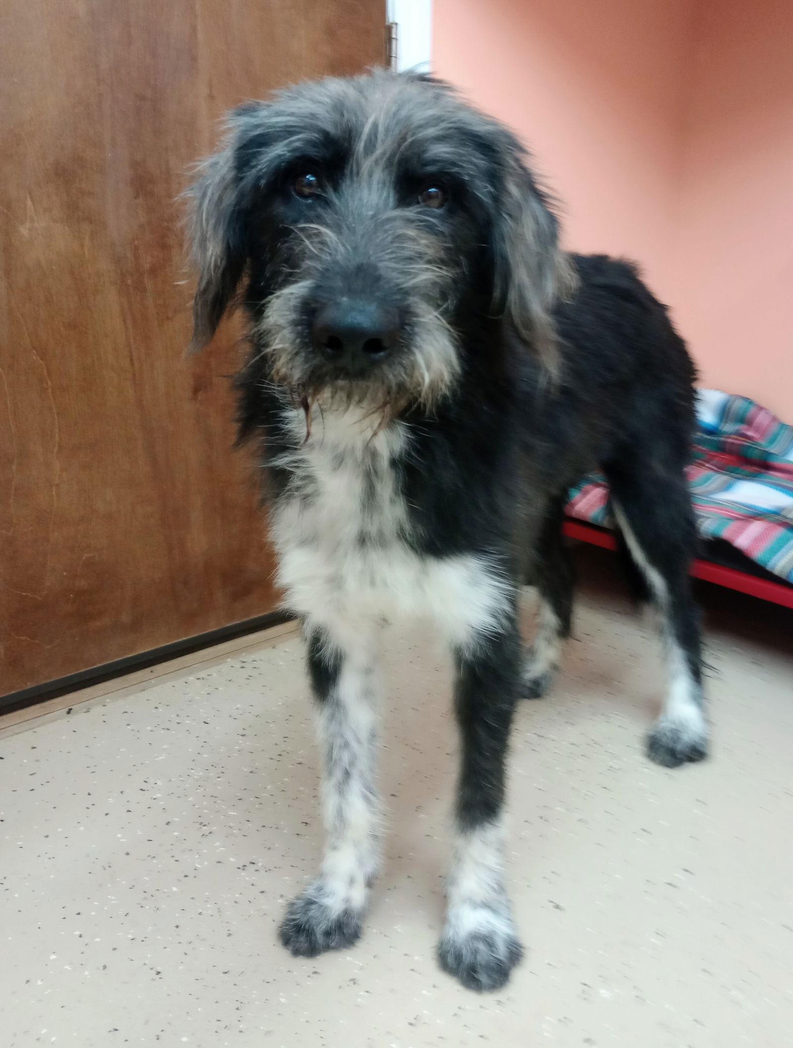 Socks, a Adoptable mixed breed in York, SC image 3/3