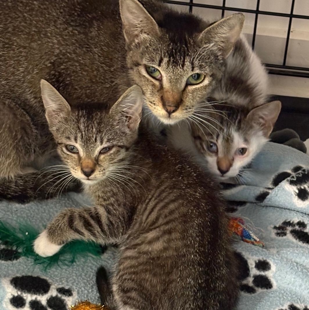 Enlarge Lily, an adoptable Domestic Short Hair in Beaufort, SC image 5/6