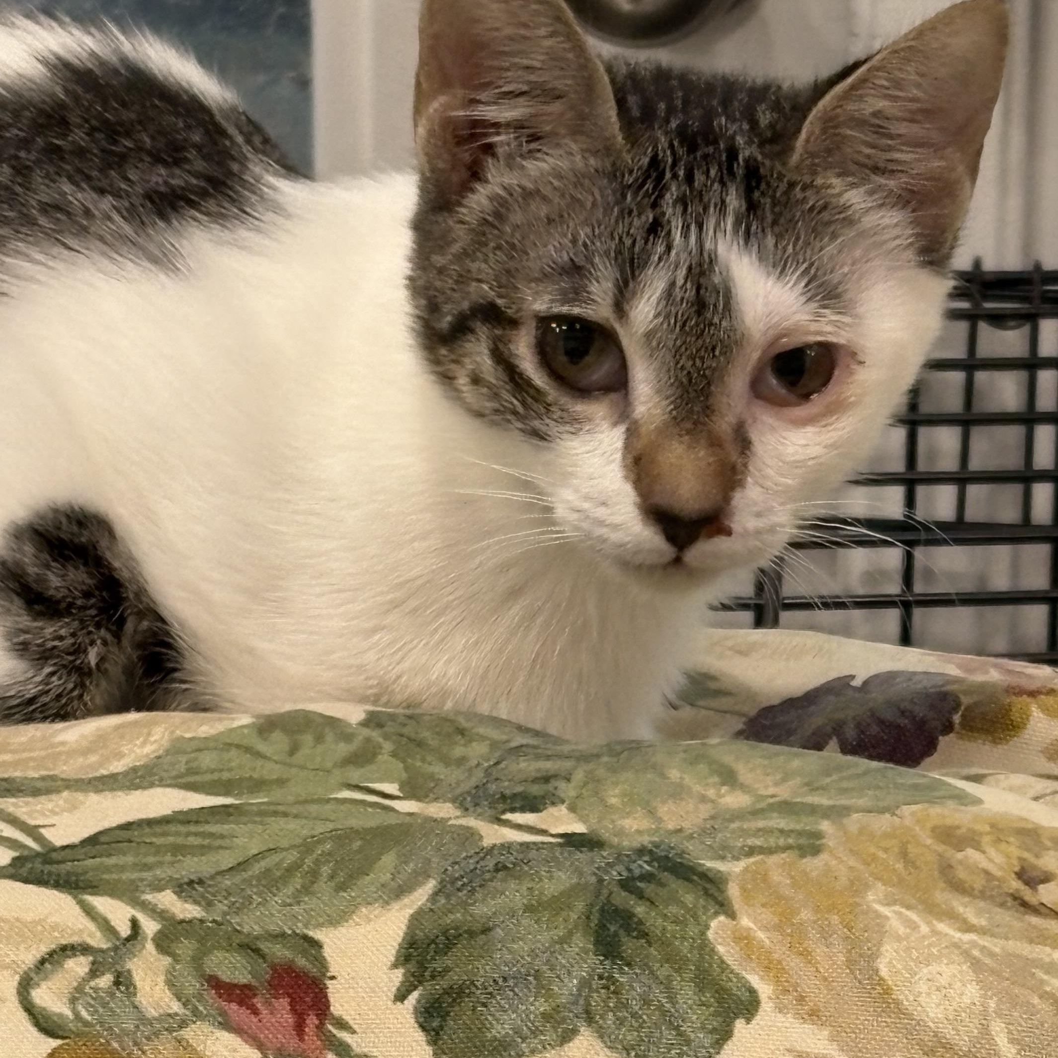 Enlarge Lily, an adoptable Domestic Short Hair in Beaufort, SC image 1/6