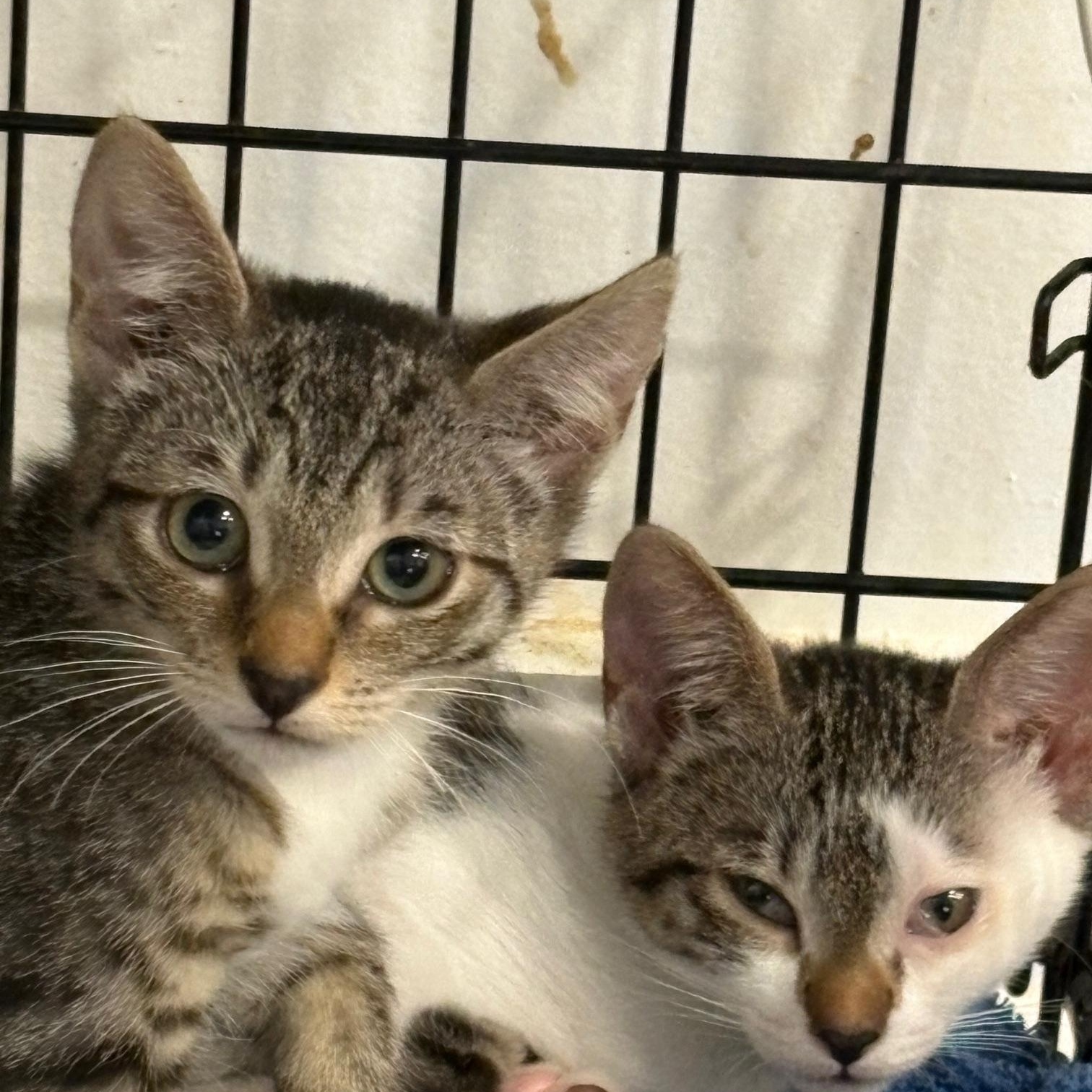 Enlarge Lily, an adoptable Domestic Short Hair in Beaufort, SC image 4/6