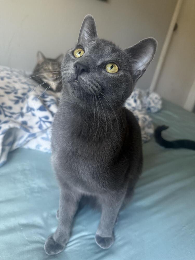 Enlarge Genesis, a Adoptable Domestic Short Hair in Lancaster, CA image 1/2