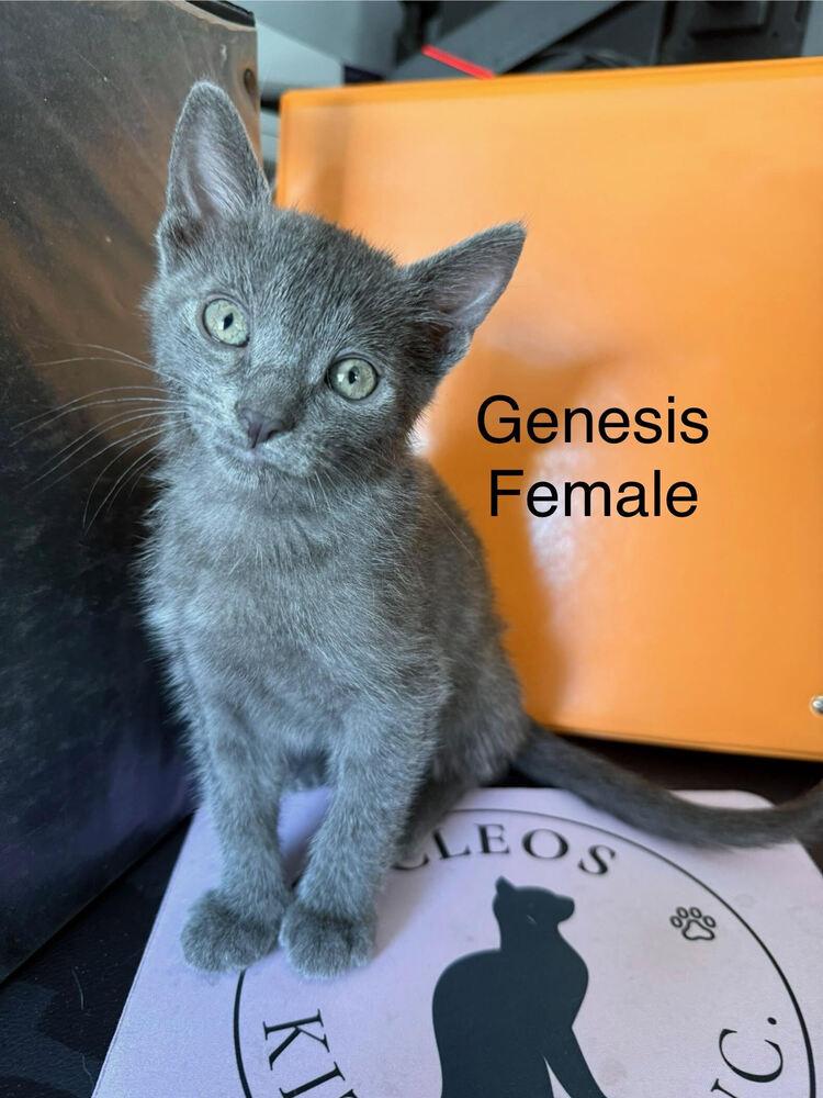 Enlarge Genesis, a Adoptable Domestic Short Hair in Lancaster, CA image 2/2