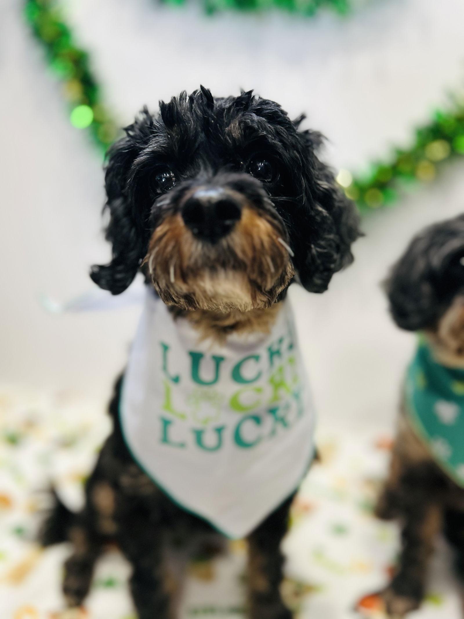 Tensley & Teddy, Adoptable, Adult Female Cavalier King Charles Spaniel & Poodle.