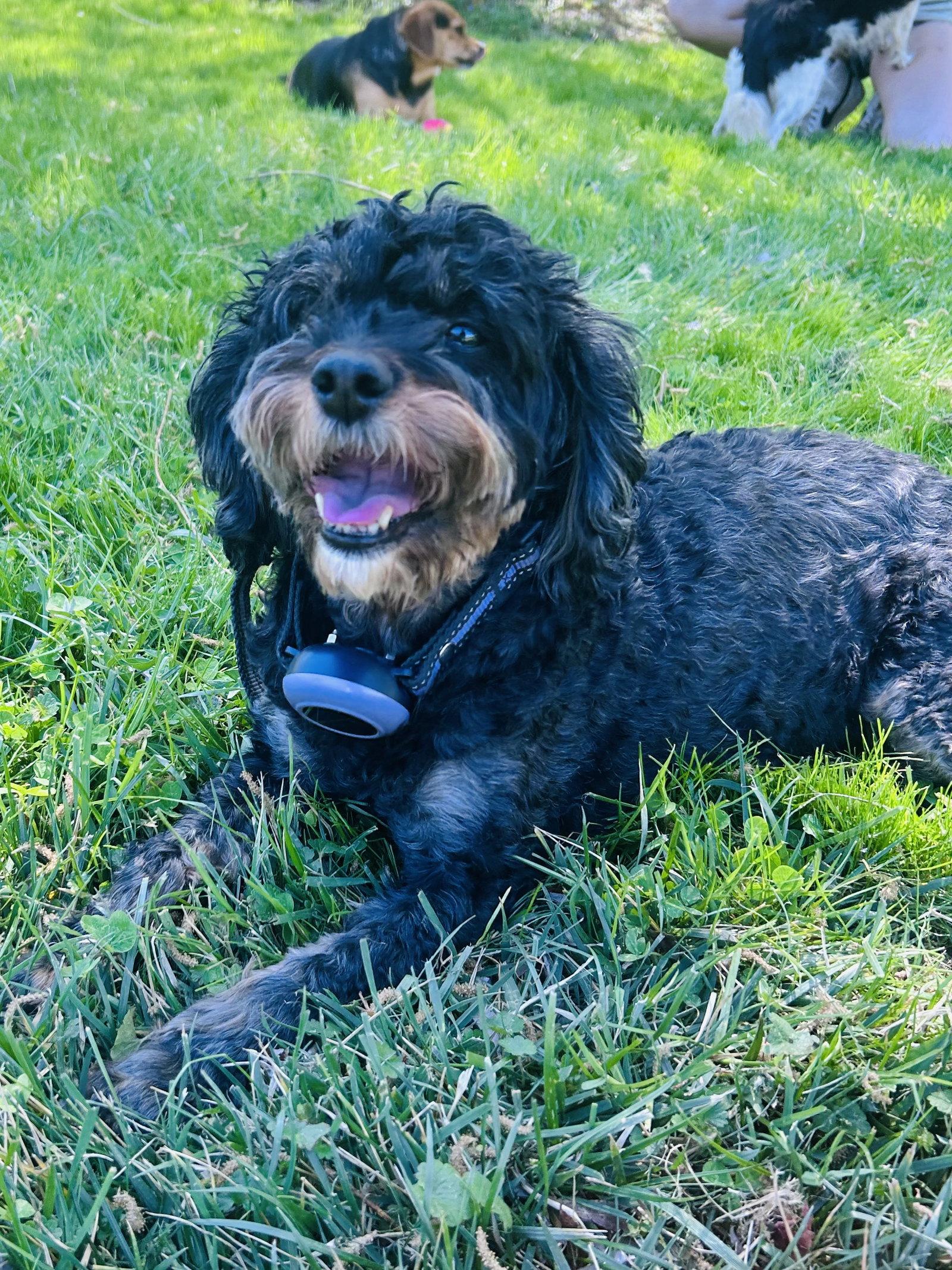 Tensley & Teddy, Adoptable, Adult Female Cavalier King Charles Spaniel & Poodle.