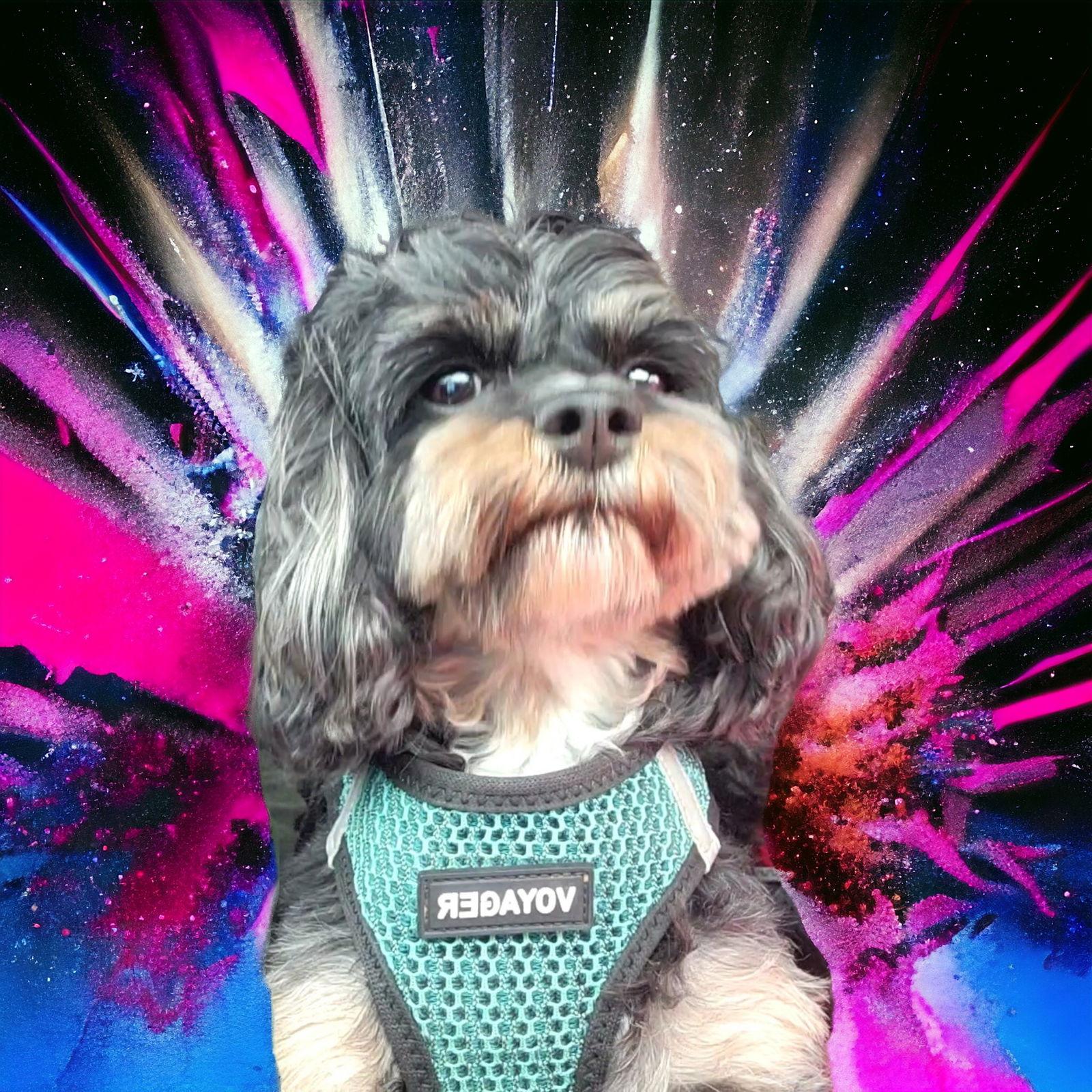 Tensley & Teddy, Adoptable, Adult Female Cavalier King Charles Spaniel & Poodle.