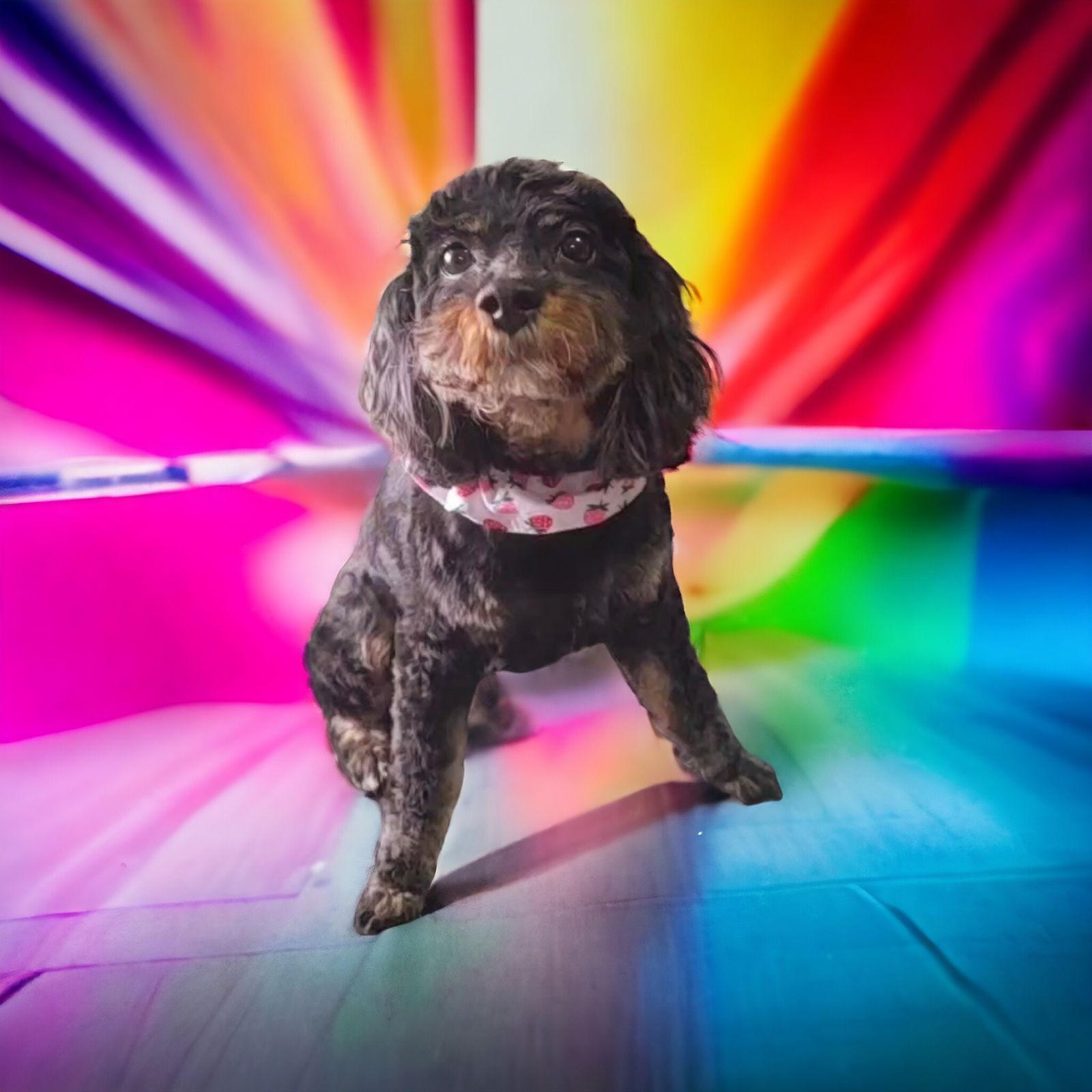 Tensley & Teddy, a Adoptable mixed breed in Elizabethtown, PA image 2/3