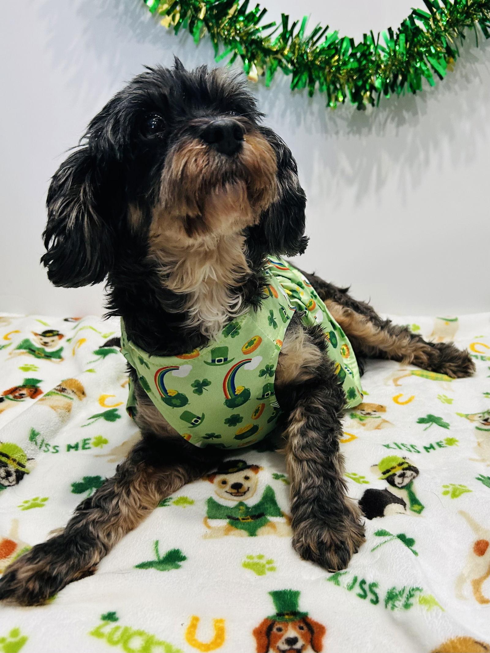 Enlarge Tensley & Teddy, a Adoptable mixed breed in Elizabethtown, PA image 2/3