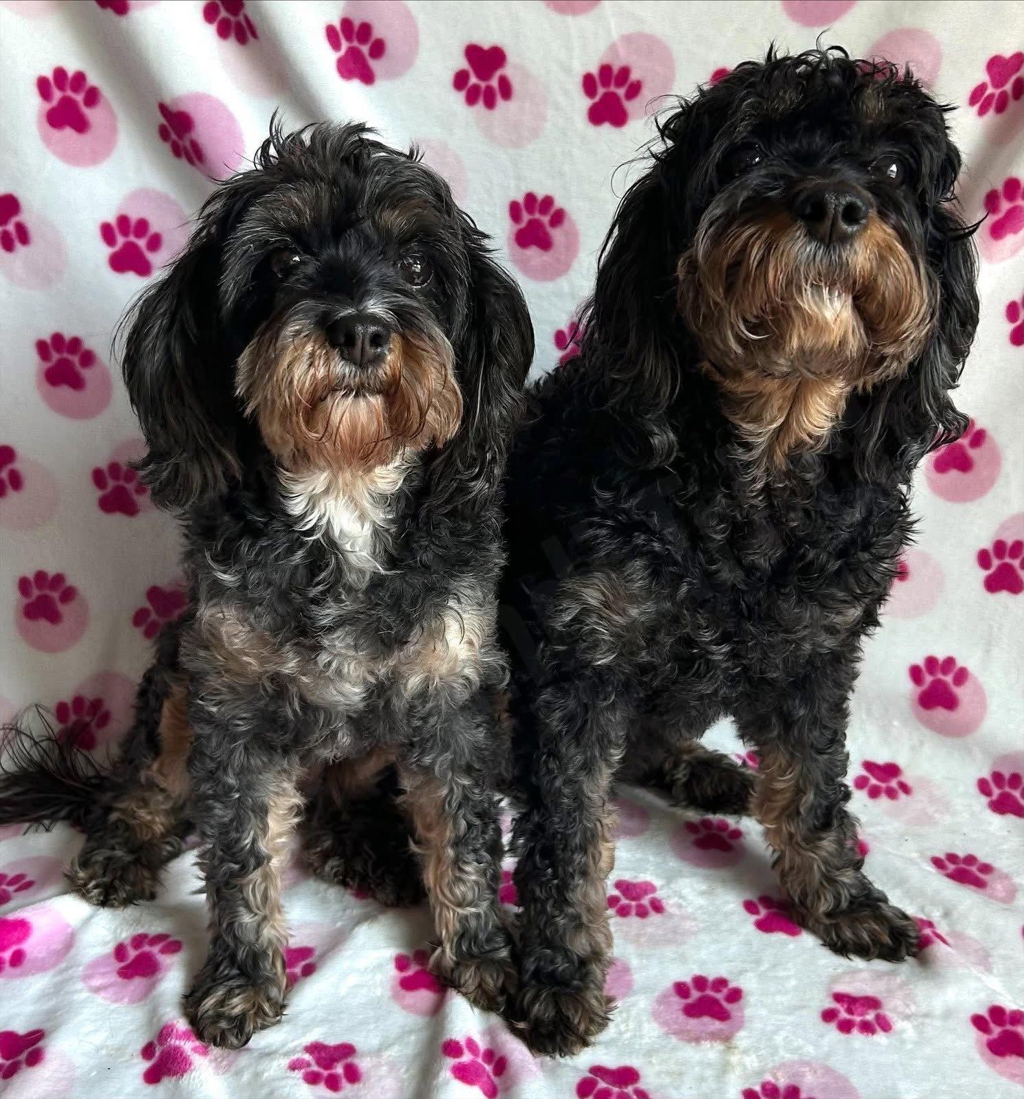 Tensley & Teddy, Adoptable, Adult Female Cavalier King Charles Spaniel & Poodle.