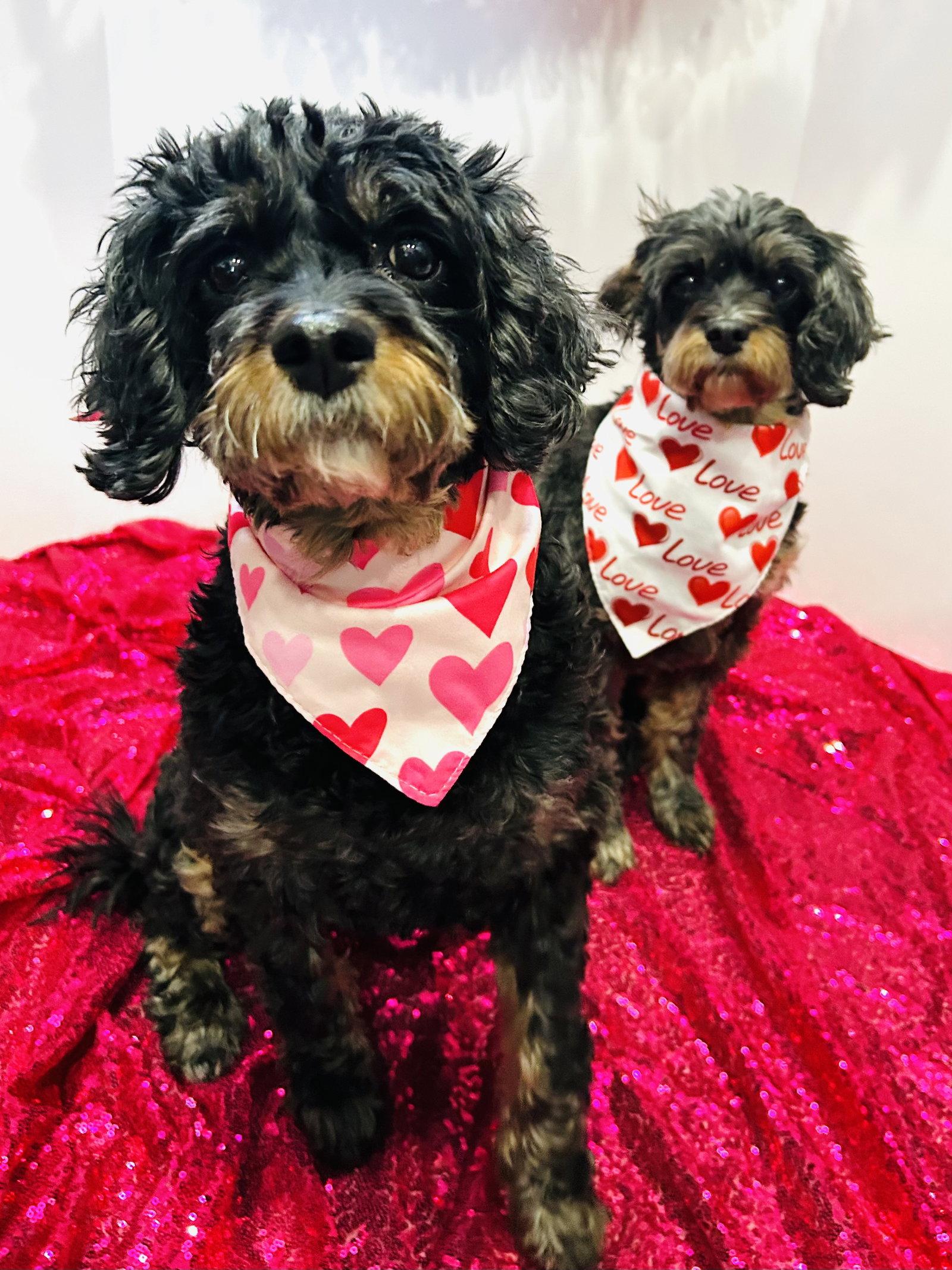 Tensley & Teddy, a Adoptable mixed breed in Elizabethtown, PA image 2/3