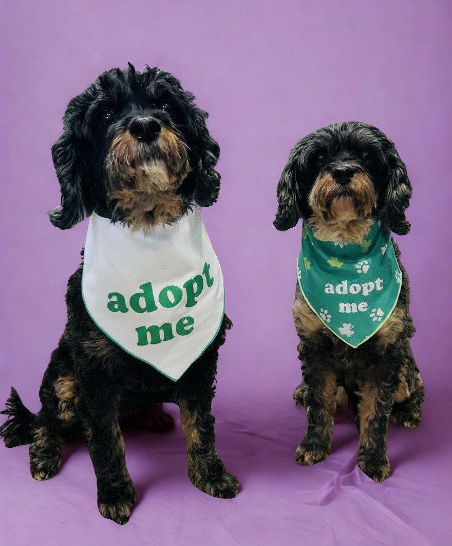 Enlarge Tensley & Teddy, a Adoptable mixed breed in Elizabethtown, PA image 2/3