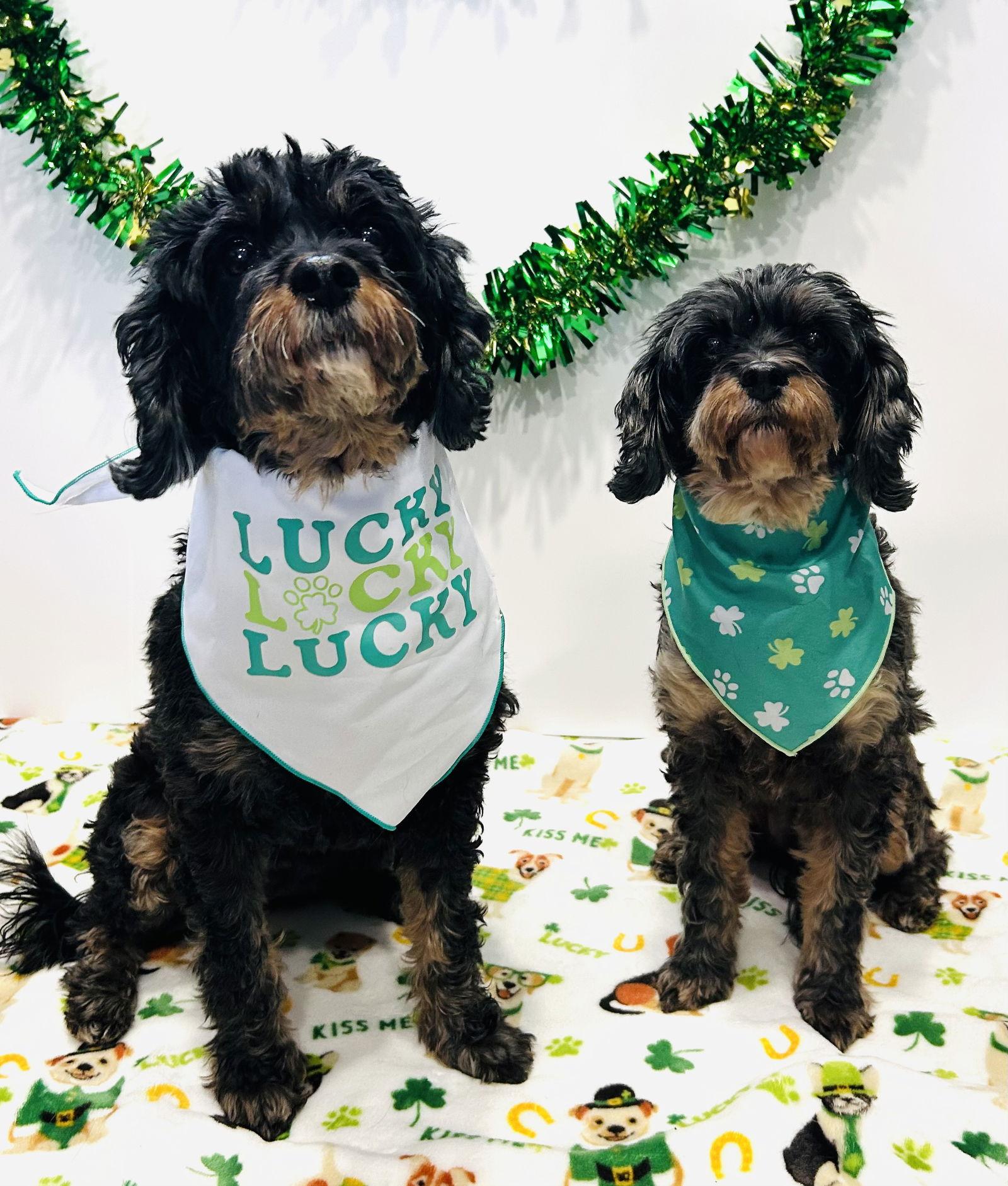 Enlarge Tensley & Teddy, a Adoptable mixed breed in Elizabethtown, PA image 3/3