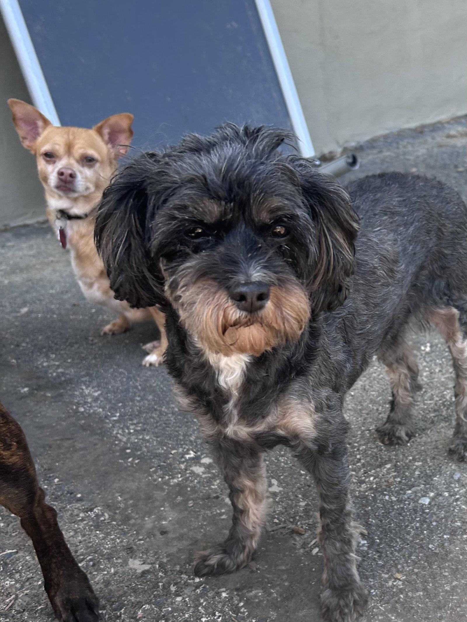Enlarge Tensley & Teddy, a Adoptable mixed breed in Elizabethtown, PA image 3/3