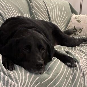 Wilma, adopted, Adult Female Labrador Retriever.