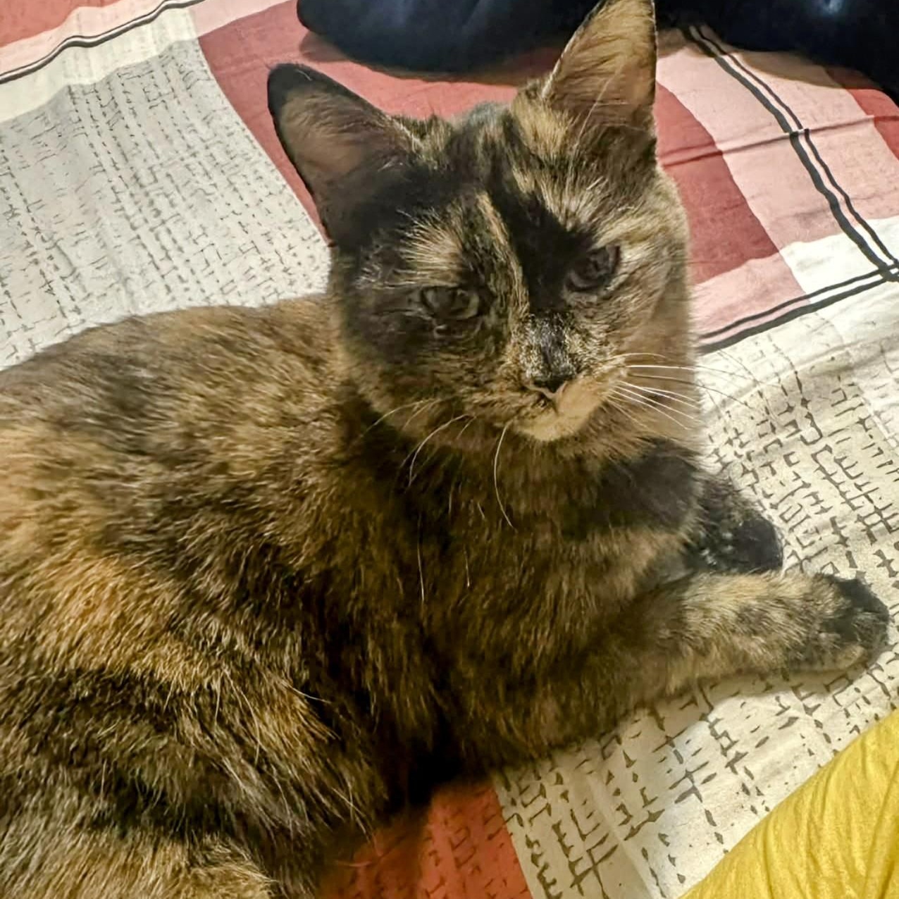 Maple, an adopted Domestic Medium Hair in Winnipeg, MB image 1/4