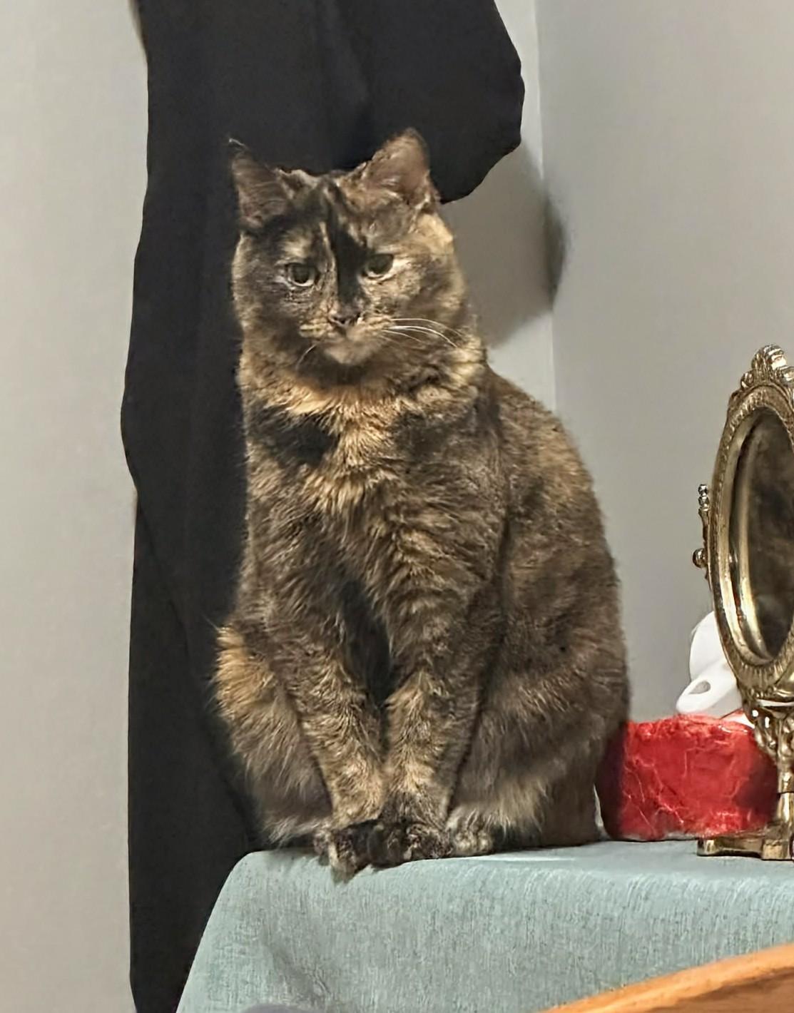 Maple, an adopted Domestic Medium Hair in Winnipeg, MB image 3/4