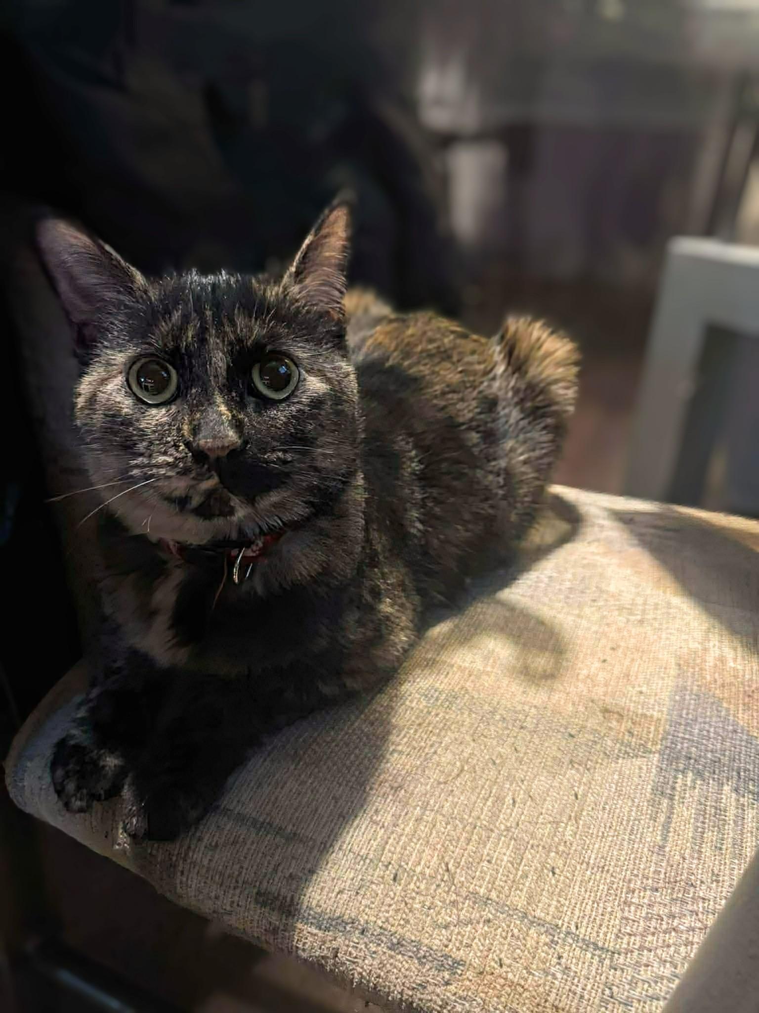 Maple, an adopted Domestic Medium Hair in Winnipeg, MB image 2/4