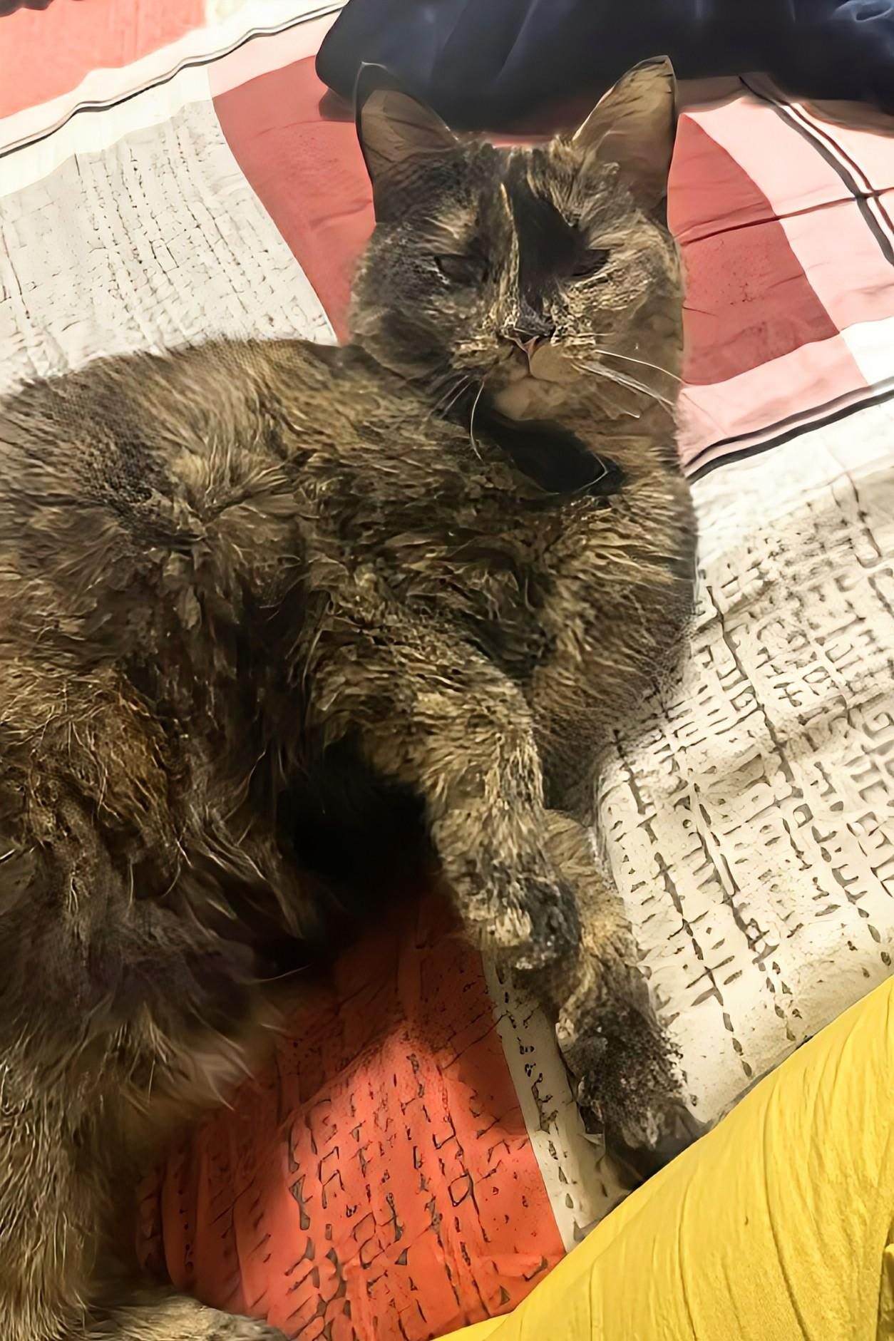 Maple, an adopted Domestic Medium Hair in Winnipeg, MB image 4/4