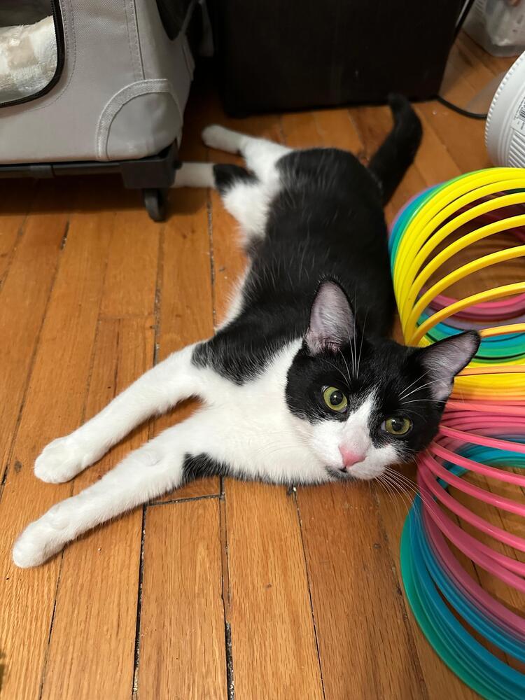 Prim, Adoptable, Young Female Domestic Short Hair.