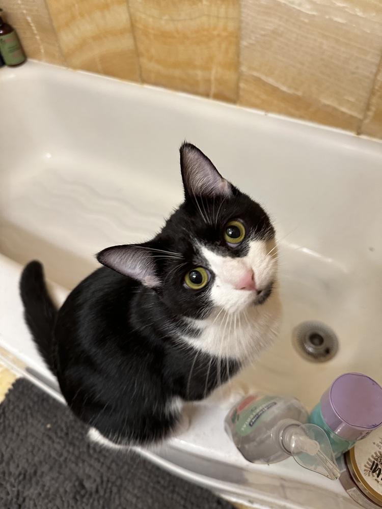 Enlarge Prim, a Adoptable Domestic Short Hair in Oak Park, MI image 2/3