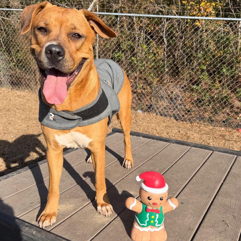 Addie, Adoptable, Adult Female Labrador Retriever & Boxer.