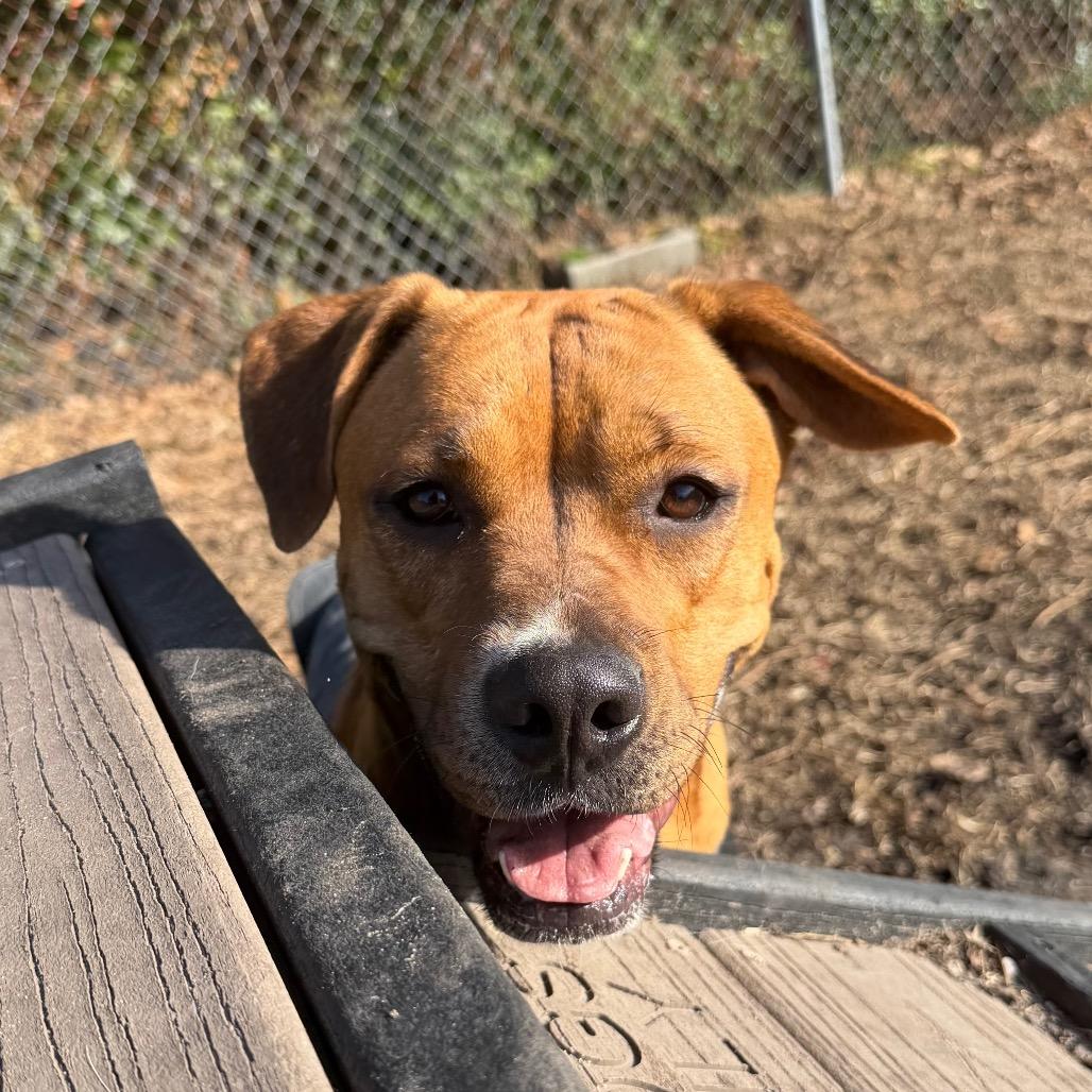 Enlarge Addie, a Adoptable mixed breed in Newport, NC image 2/6
