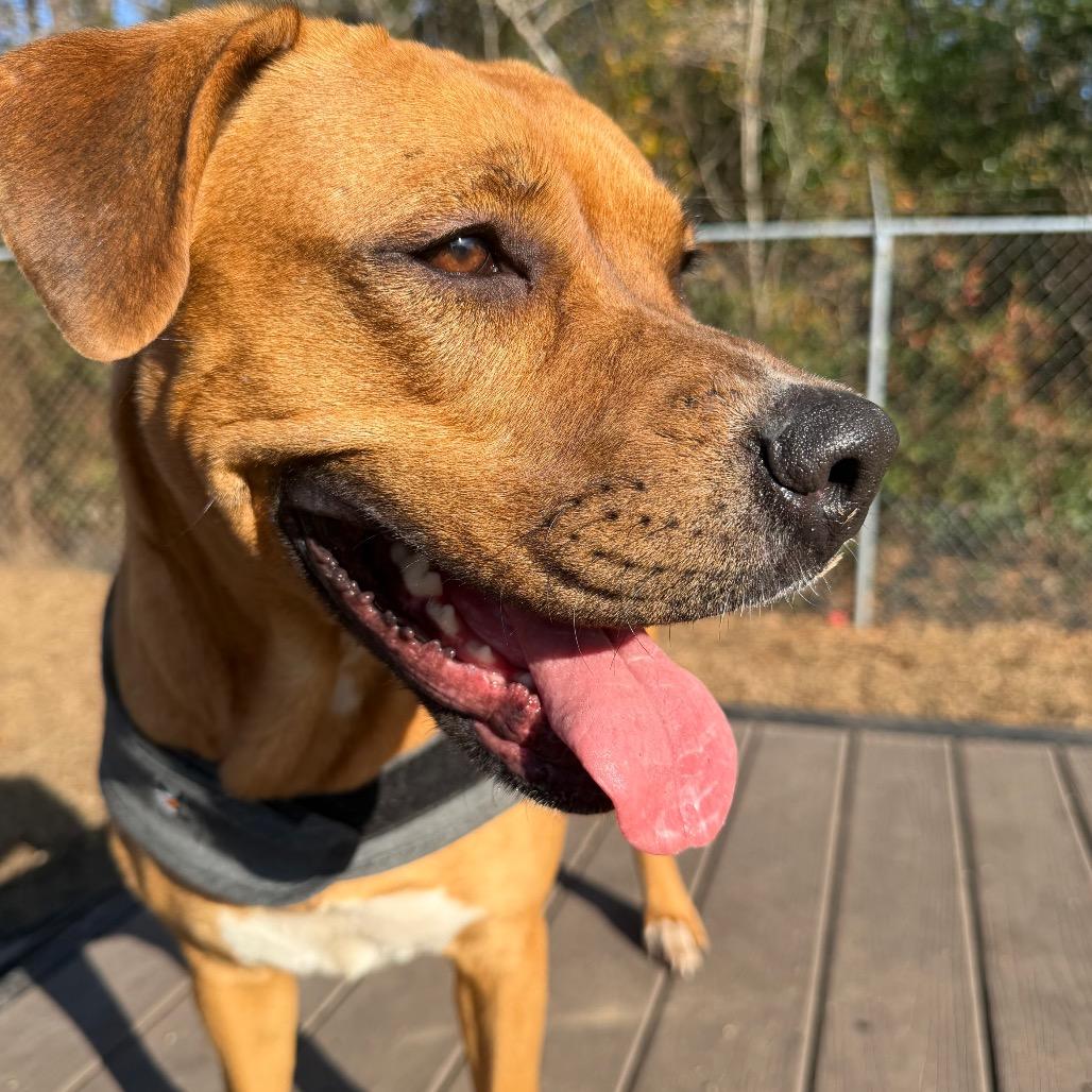 Enlarge Addie, a Adoptable mixed breed in Newport, NC image 3/6