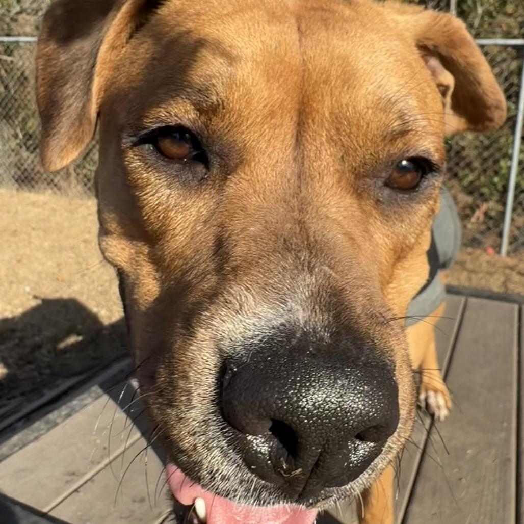 Enlarge Addie, a Adoptable mixed breed in Newport, NC image 4/6