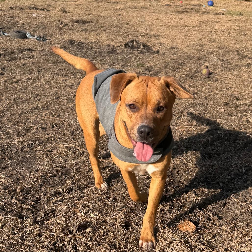 Enlarge Addie, a Adoptable mixed breed in Newport, NC image 5/6