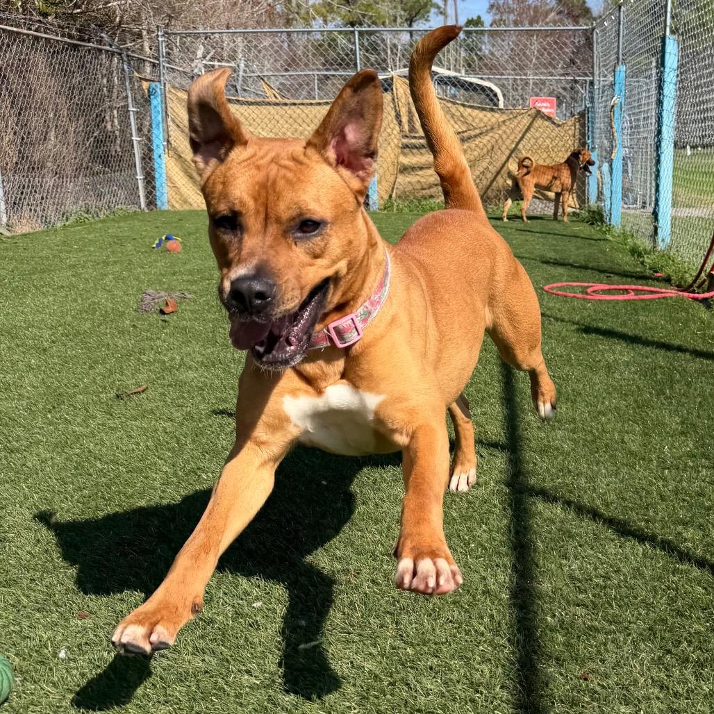 Enlarge Addie, a Adoptable mixed breed in Newport, NC image 6/6