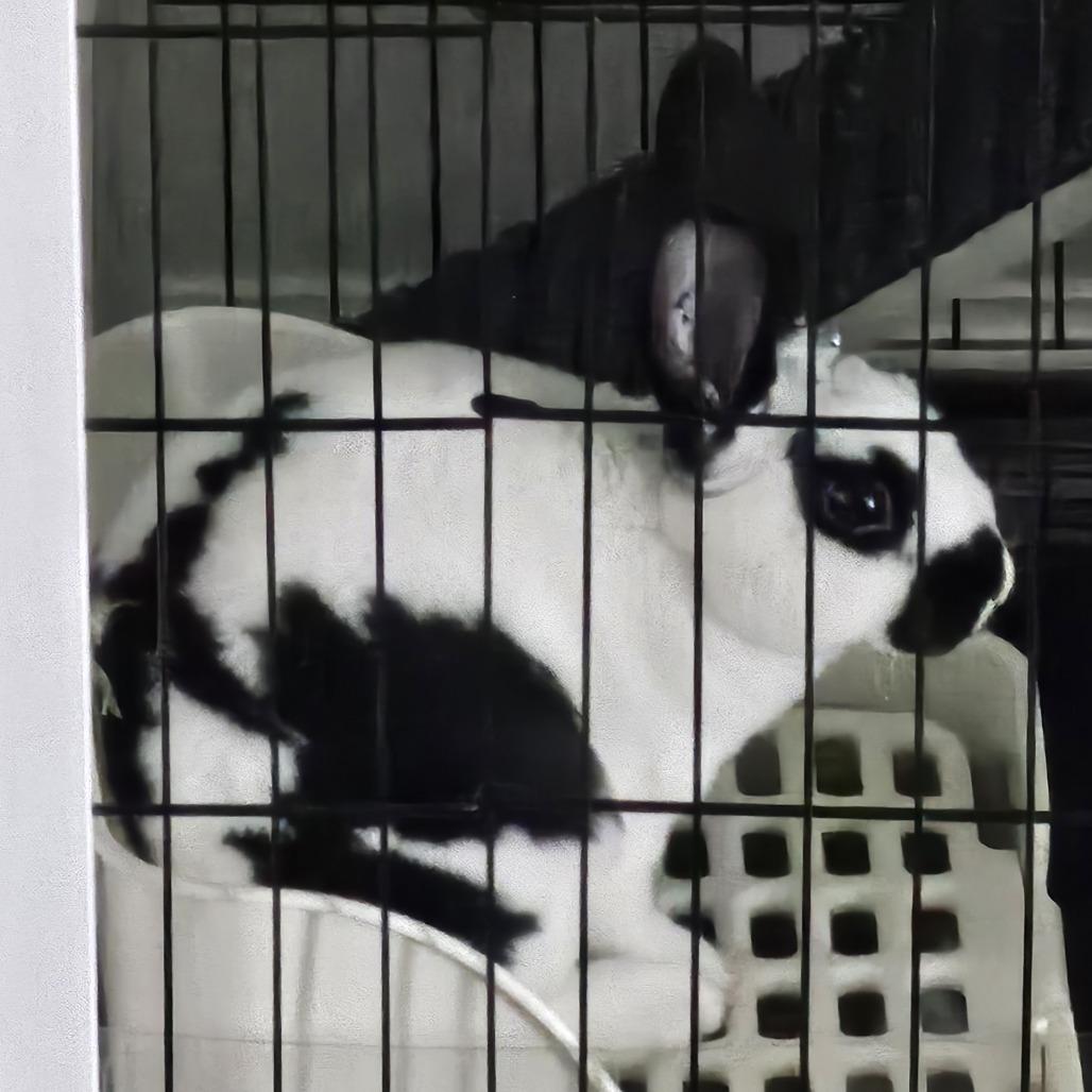 Enlarge Yori, a Adoptable Mini Rex in Baltimore, MD image 1/1