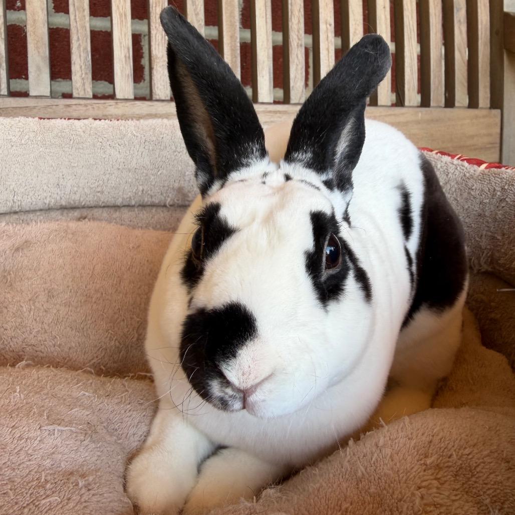 Enlarge Yori, a Adoptable Mini Rex in Baltimore, MD image 2/5