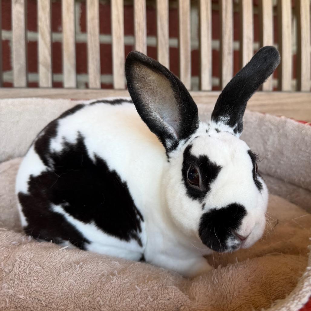 Enlarge Yori, a Adoptable Mini Rex in Baltimore, MD image 3/5