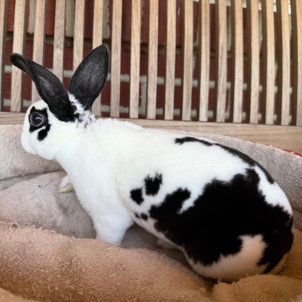 Enlarge Yori, a Adoptable Mini Rex in Baltimore, MD image 4/5