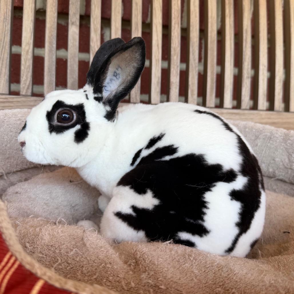 Enlarge Yori, a Adoptable Mini Rex in Baltimore, MD image 5/5