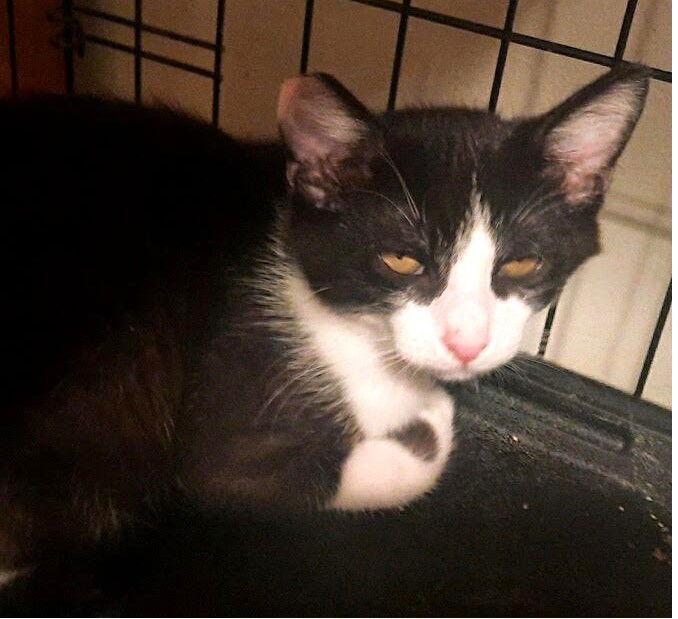 Harley, Adoptable, Young Male Tuxedo & Domestic Short Hair.