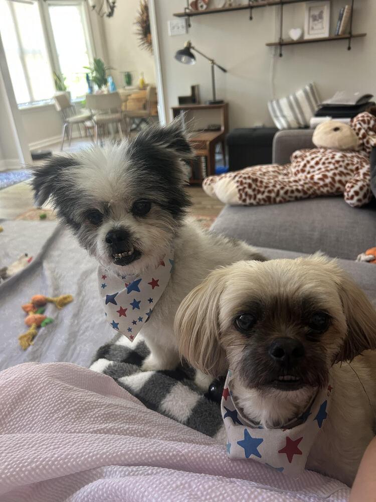 Cooper, Adoptable, Adult Male Pomeranian & Shih Tzu.
