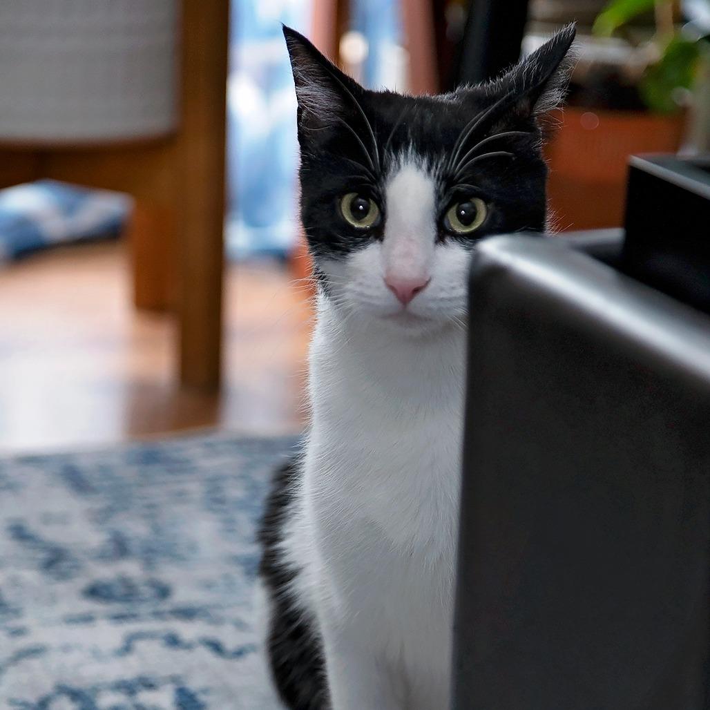 Dottie 2, Adoptable, Adult Female Domestic Short Hair.