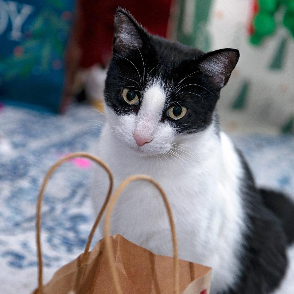 Enlarge Dottie 2, a Adoptable Domestic Short Hair in Shorewood, IL image 2/6