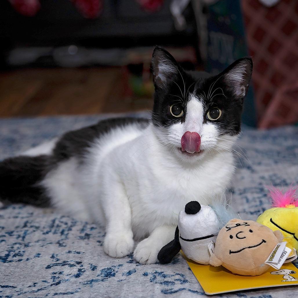 Enlarge Dottie 2, a Adoptable Domestic Short Hair in Shorewood, IL image 4/6