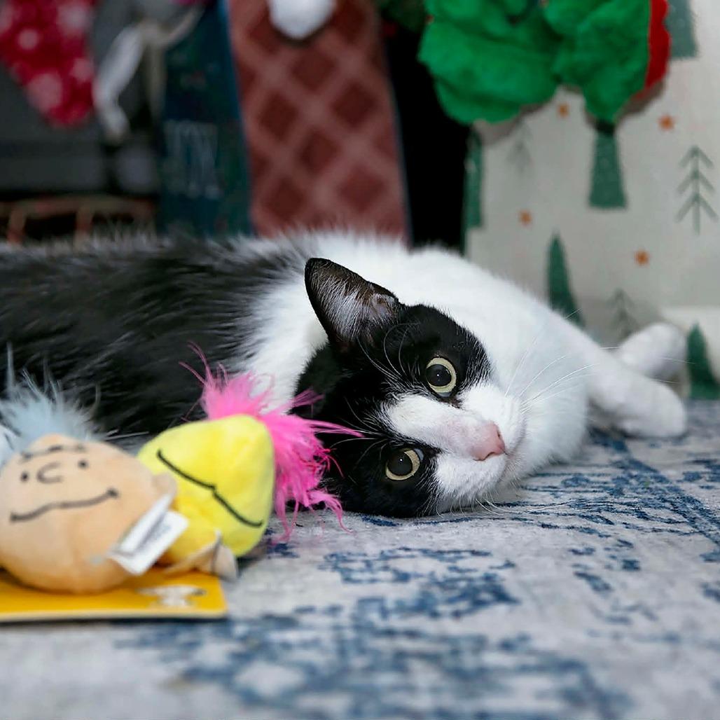 Enlarge Dottie 2, a Adoptable Domestic Short Hair in Shorewood, IL image 6/6