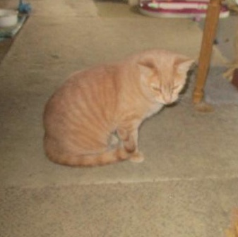 Sweet Buffie-2.5 years-needs a home, Young Female Domestic Short Hair