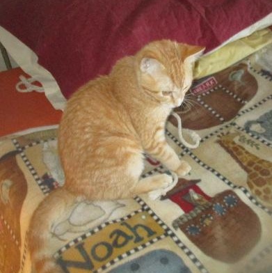 Sweet Buffie-2.5 years-needs a home photo 2