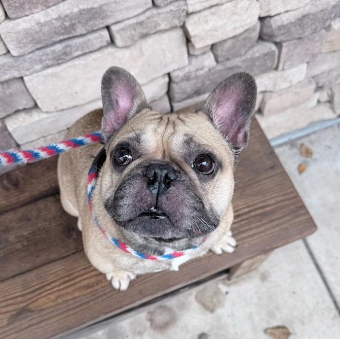 Enlarge Igor, a ADOPTABLE French Bulldog in Folsom, CA image 1/6